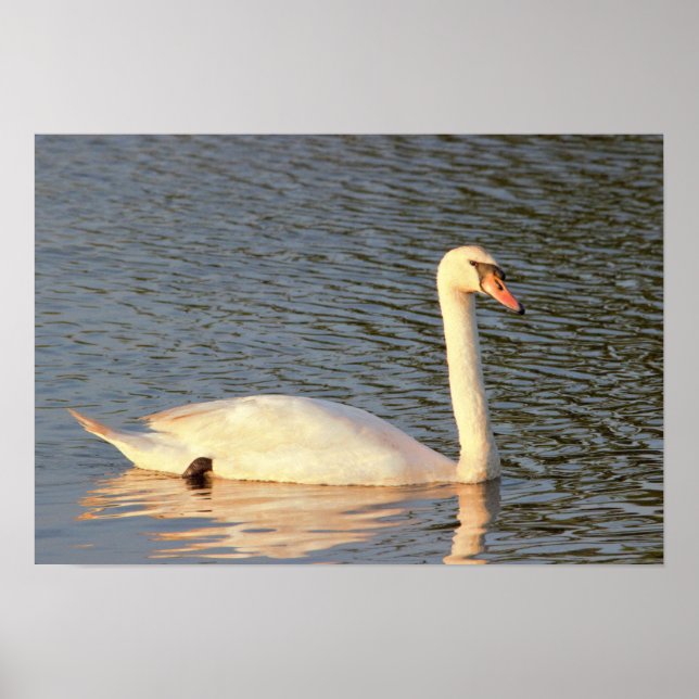 Swan Photo Poster (Front)