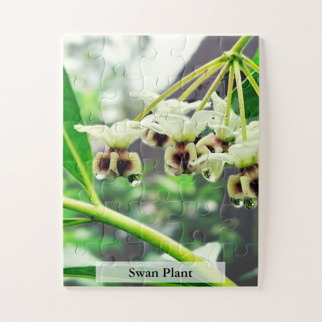 Swan Plant: Monarch’s First Home 30 Pcs Jigsaw Puzzle (Vertical)