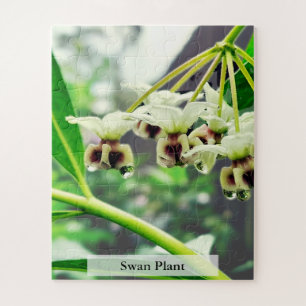 Swan Plant: Monarch’s First Home 56 Pieces Jigsaw Puzzle