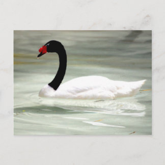 Swan post card