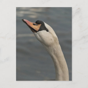 Swan Postcard