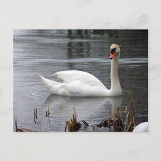 Swan Postcard