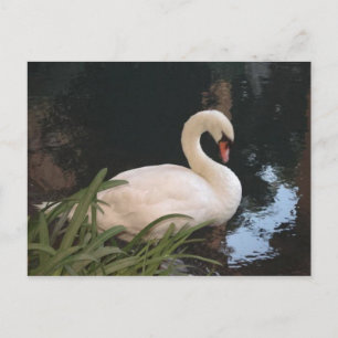 Swan Postcard