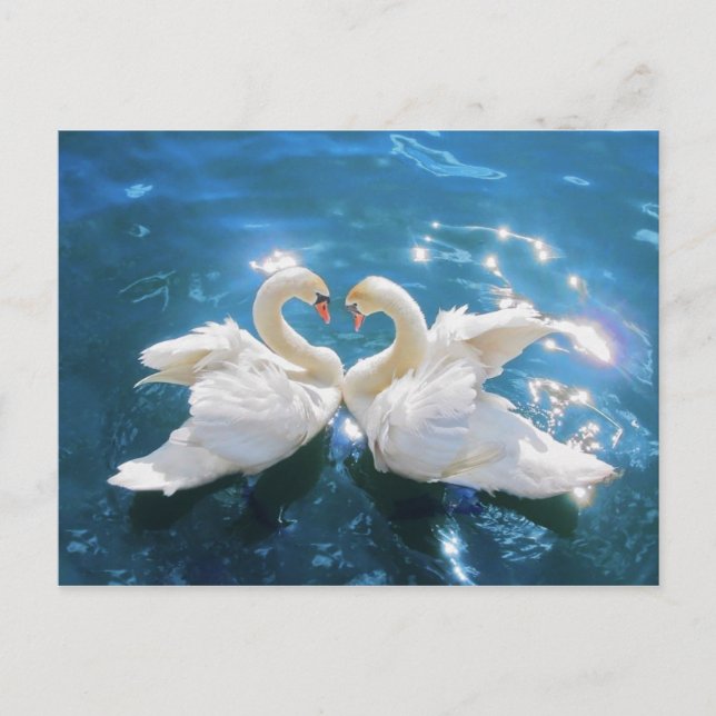 Swan Postcard (Front)