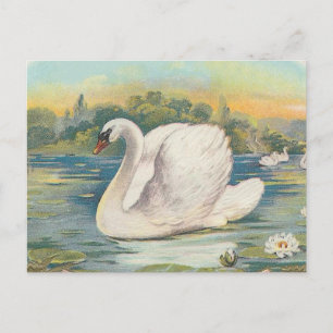 Swan Postcard