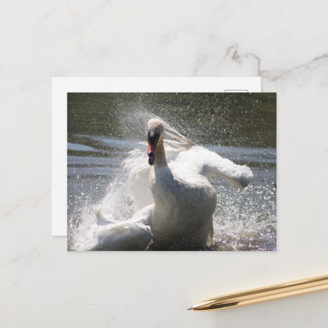 Swan Postcard (Front/Back In Situ)