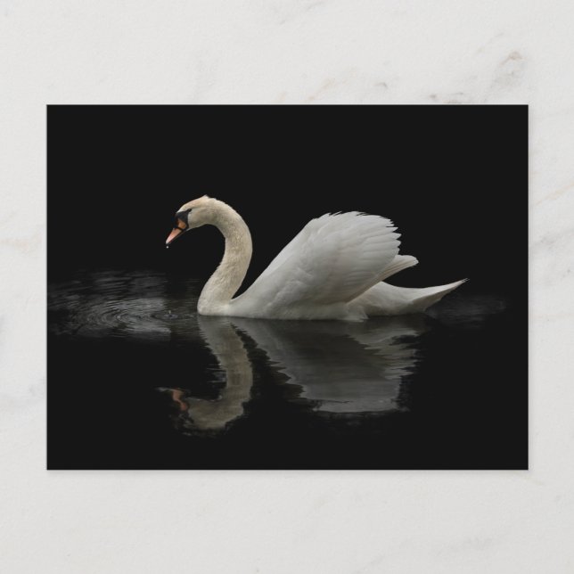 Swan Postcard (Front)