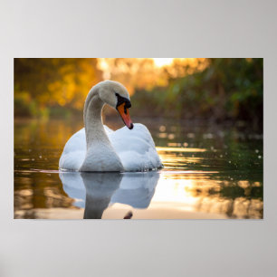 swan poster