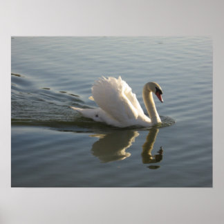Swan Poster