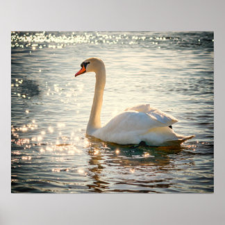 Swan Poster