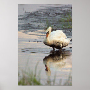 Swan Poster