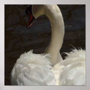 Swan Poster