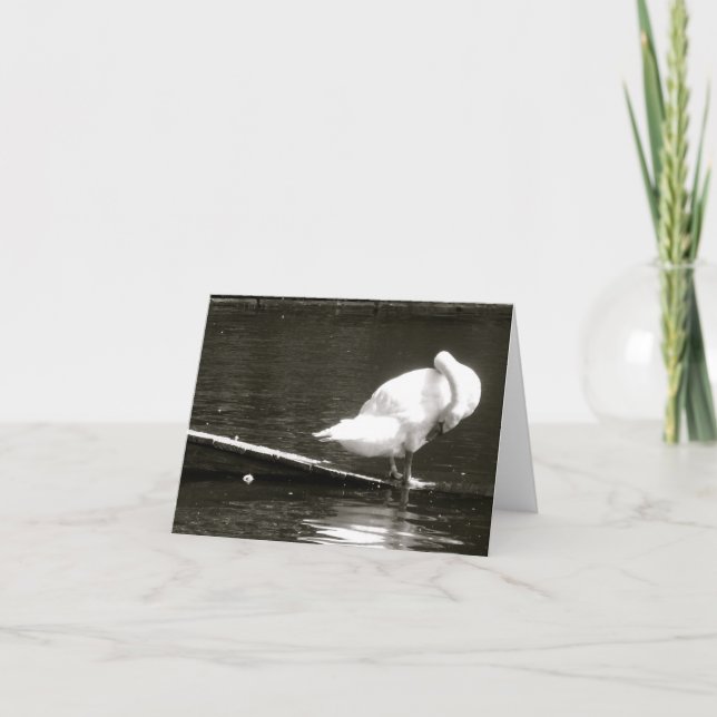 Swan Preening Note Card By Brad Hines (Front)