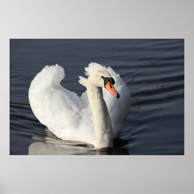 Swan Print (Front)