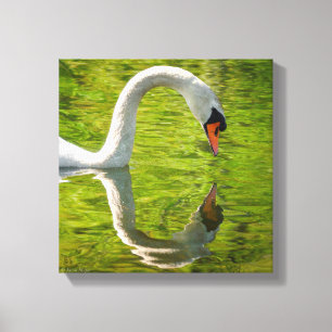 Swan Reflection Canvas Print