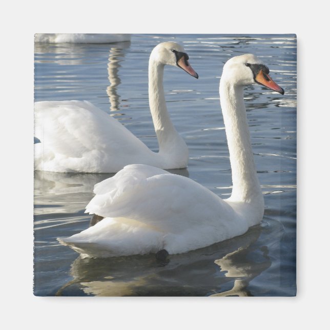 Swan Reflections Magnet (Front)
