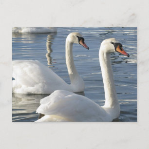Swan Reflections Postcards