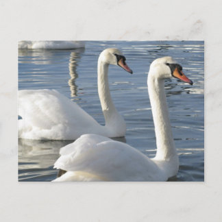 Swan Reflections Postcards