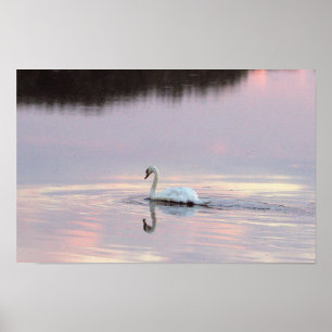Swan Reflections Poster