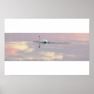 Swan Reflections Poster