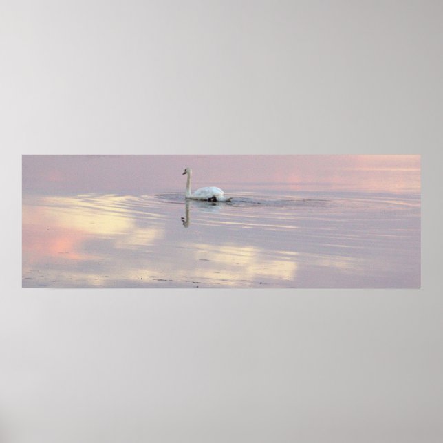 Swan Reflections Poster (Front)