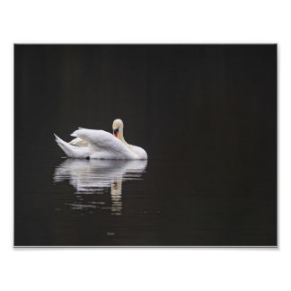 Swan Rest Photo Print