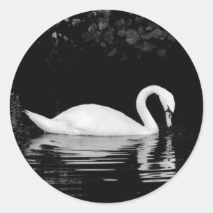 Swan, Roath Park, Cardiff. Classic Round Sticker