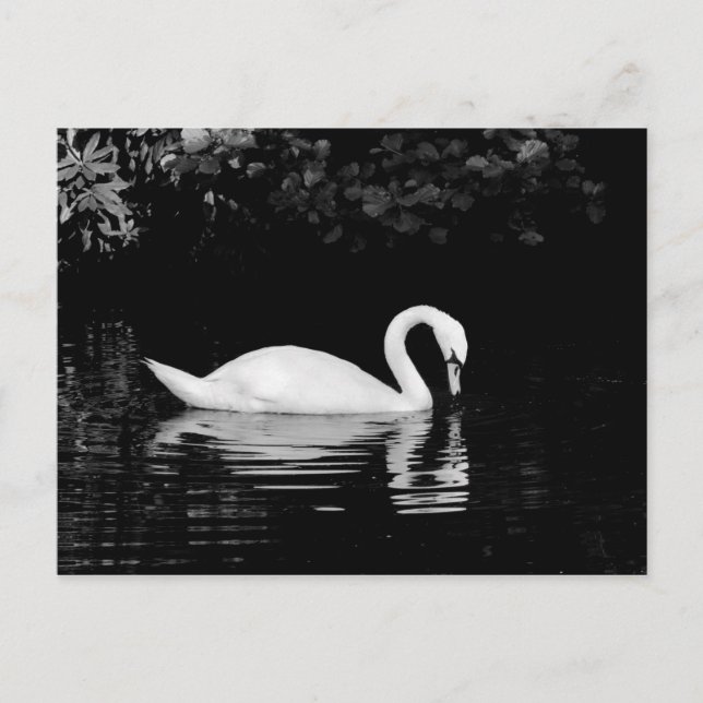 Swan, Roath Park, Cardiff. Postcard (Front)
