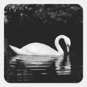 Swan, Roath Park, Cardiff. Square Sticker