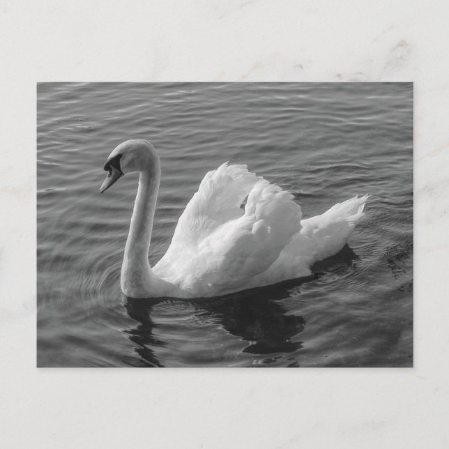 Swan. Roath Park Lake, Cardiff, Wales B&W Postcard (Front)