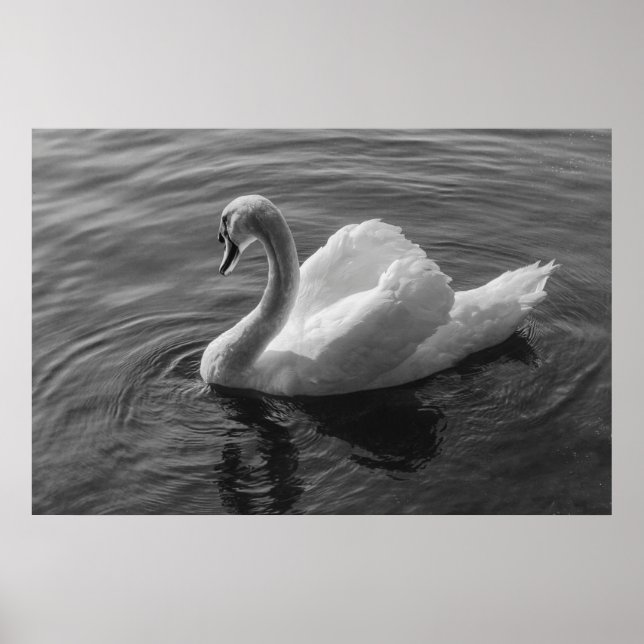 Swan. Roath Park Lake, Cardiff, Wales B&W Poster (Front)