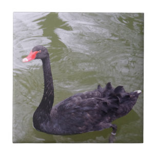 Swan Small (4.25" x 4.25") Ceramic Photo Tile
