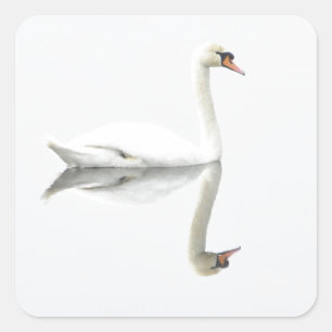 Swan Square Sticker
