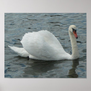Swan Swimming Print