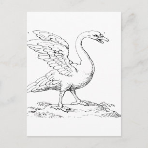 Swan Symbol of Love and Fidelity Fine Art Postcard