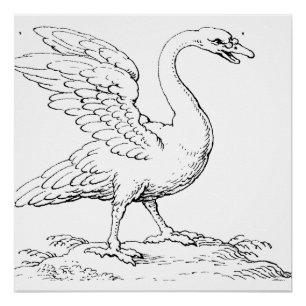 Swan Symbol of Love and Fidelity Fine Art Poster