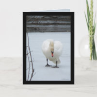 Swan Territory