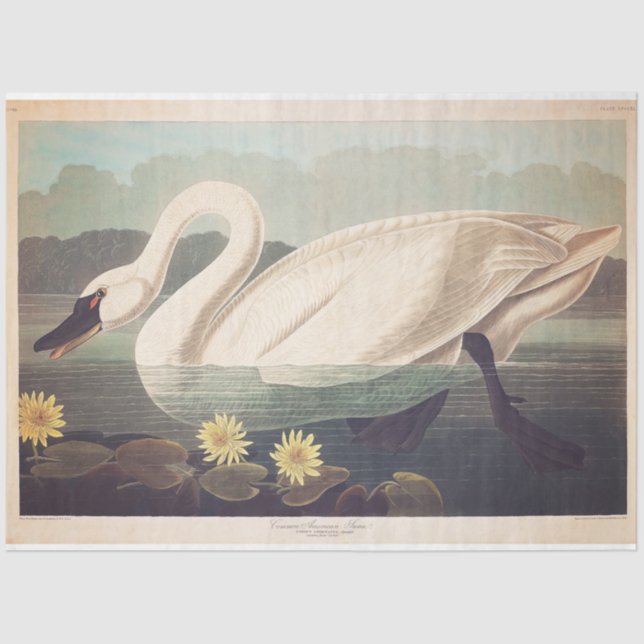 Swan Tissue or Decoupage Paper (Front)
