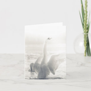 Swan Wildlife photo Card