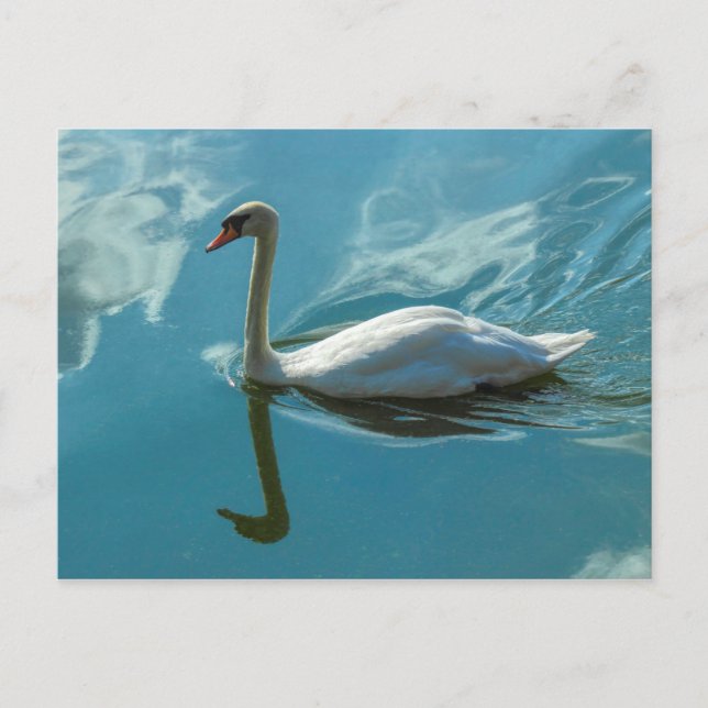 Swan with Cloud Reflections Postcard (Front)