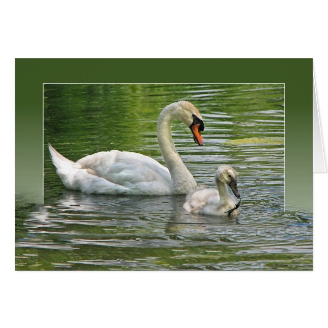 swan with cygnet in pond (Front Horizontal)