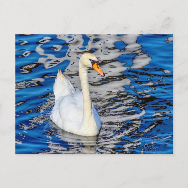 Swan with Reflections Postcard (Front)