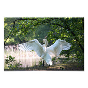 Swan with Wings Spread Photo Print