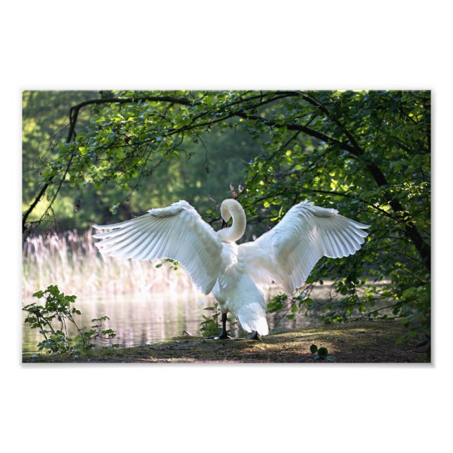 Swan with Wings Spread Photo Print (Front)