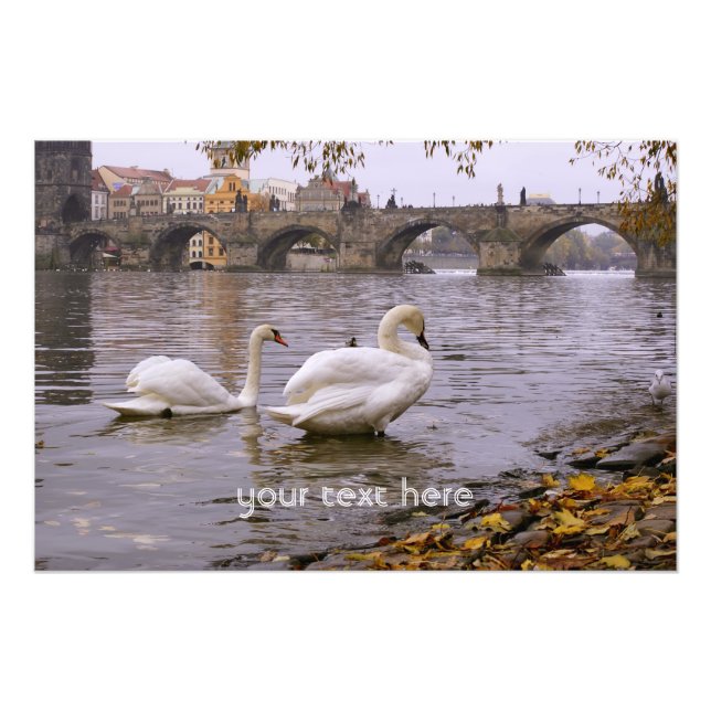 Swans and Charles bridge in Prague Photo Print (Front)
