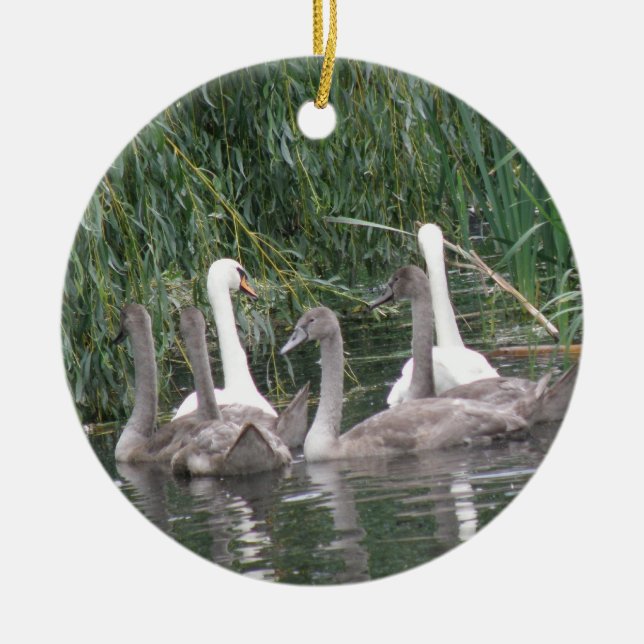 Swans and Cygnets Ornament (Front)