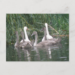 Swans and Cygnets Postcard