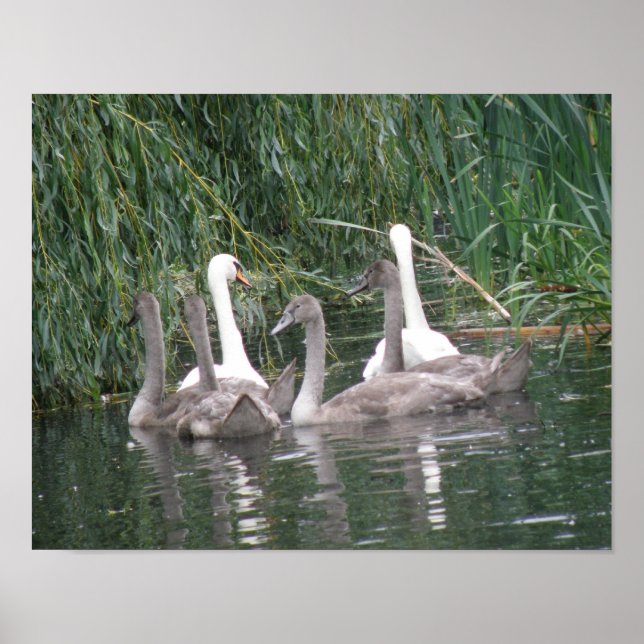 Swans and Cygnets Poster (Front)