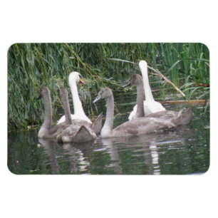 Swans and Cygnets Premium Magnet