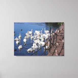 Swans and Other Birds at Roath Park Lake Cardiff Canvas Print